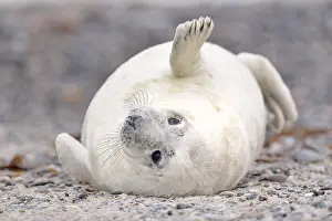 Young gray seal (Halichoerus grypus) on the beach