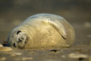 Young Gray Seal (Halichoerus grypus) cub