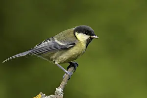 Young great tit
