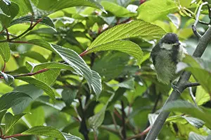 Young great tit (Parus major) sitting in a dogwood (Cornus)