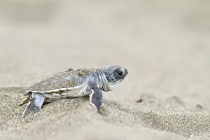 Young green sea turtle (Chelonia mydas) on the beach after hatching