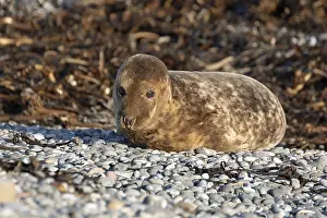 Young grey seal (Halichoerus grypus) on the beach
