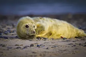 Young grey seal, only a few hours old