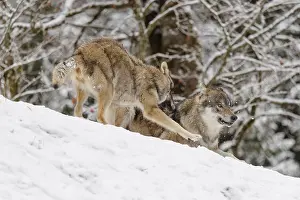 A young grey wolf (Canis lupus lupus) plays with its father on the sloping