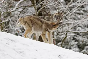 A young grey wolf (Canis lupus lupus) plays with its father on the sloping