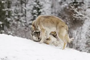 A young grey wolf (Canis lupus lupus) plays with its father on the sloping