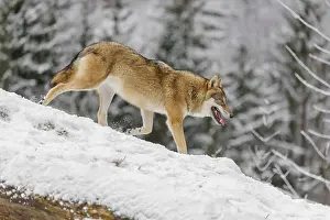 A young grey wolf (Canis lupus lupus) runs across the sloping