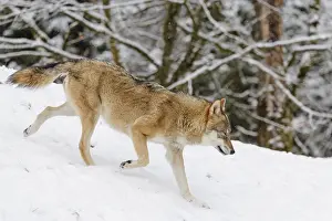 A young grey wolf (Canis lupus lupus) runs across the sloping