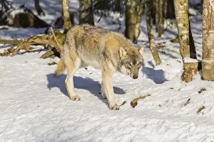A young grey wolf (Canis lupus lupus) runs across the sloping