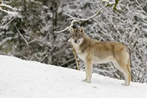 A young grey wolf (Canis lupus lupus) runs across the sloping