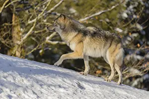 A young grey wolf (Canis lupus lupus) runs across the sloping