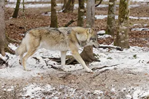 A young grey wolf (Canis lupus lupus) runs across the snow-covered forest floor at the edge of a forest on a cold