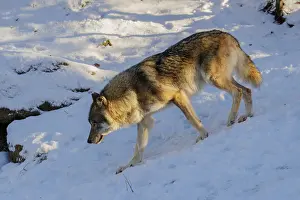 A young grey wolf (Canis lupus lupus) runs across a snow-covered meadow on a cold
