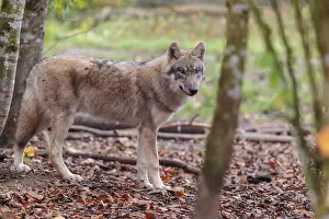 A young grey wolf (Canis lupus lupus) stands in the forest on an overcast day