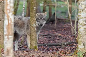 A young grey wolf (Canis lupus lupus) stands in the forest on an overcast day