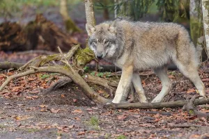 A young grey wolf (Canis lupus lupus) stands in the forest on an overcast day