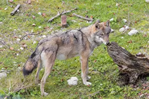 A young grey wolf (Canis lupus lupus) stands on a green meadow and sniffs on a root of a dead tree
