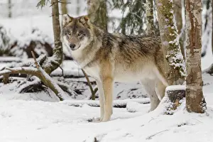A young grey wolf (Canis lupus lupus) stands on the snow-covered forest floor on a cold