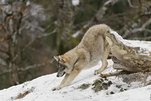 A young grey wolf (Canis lupus lupus) stretches out on the sloping