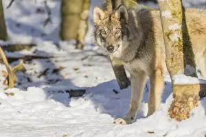 A young grey wolf (Canis lupus lupus) walks across the snowy forest floor on a cold