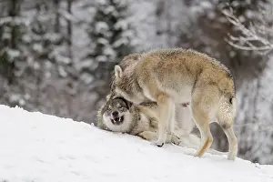 Two young grey wolves (Canis lupus lupus) play with its father on the sloping