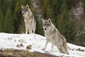 Two young grey wolves (Canis lupus lupus) stand on a snow-covered hill behind a fallen tree on a cold