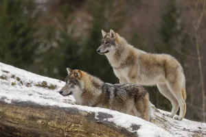 Two young grey wolves (Canis lupus lupus) stand on a snow-covered hill behind a fallen tree on a cold