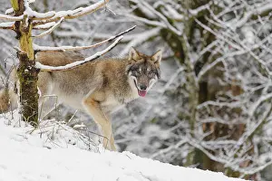 A young grey wolves (Canis lupus lupus) stands on a snow-covered hill on a cold