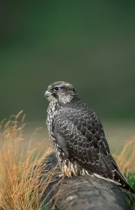 Young Gyr Falcon, Denali national park