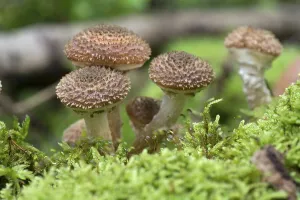 Young Hallimasche (Armillaria) or honey fungi
