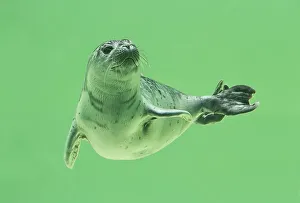 Young Harbor seal (Phoca vitulina) diving in water basin