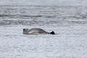 Framed Print : When the young Harbour porpoises (Phocoena phocoena) break the surface of the water