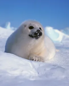 Young harp seal, white fur, Canada