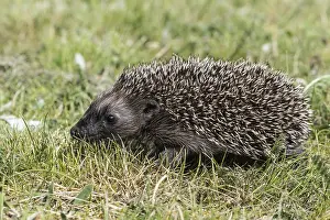 Young hedgehog (Erinaceus europaeus)