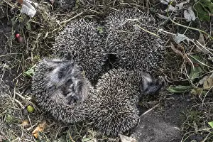 Young hedgehogs in a nest (Erinaceus europaeus)
