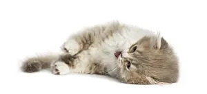 Young Highland Fold kitten lying on his side isolated on white
