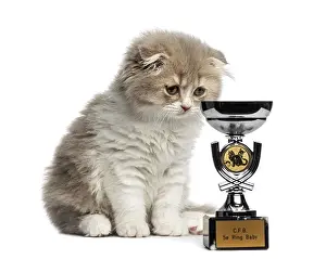 Young Highland Fold kitten with a trophy