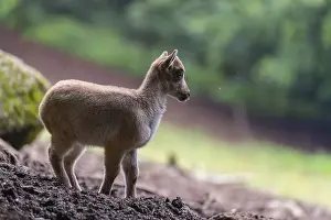 A young Himalayan tahr (Hemitragus jemlahicus) stands on a forest edge