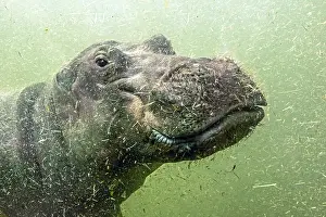 A young hippo floats under water