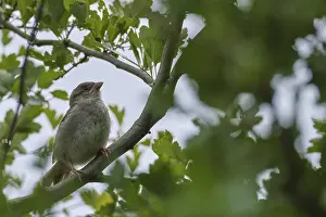 Young house sparrow (Passer domesticus)