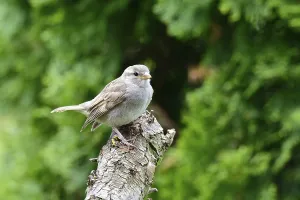 Young House Sparrow waiting for his feeding