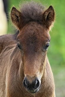 Young Icelandic horse (Equus islandicus)