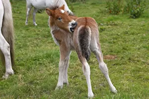 Young Icelandic stallion (Equus islandicus)