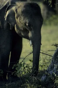 Young Indian elephant (Elephas indicus)
