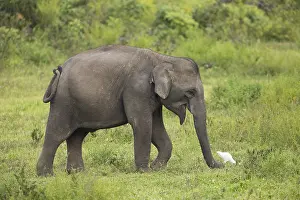 Young Indian elephant (Elephas maximus indicus)