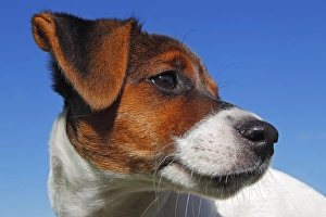 Young Jack Russell Terrier dog (Canis lupus familiaris)