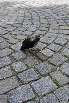Young jackdaw Coloeus monedula)