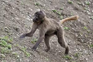 Category Wildlife DE Prints: Young jelada or blood-breasted baboon (Theropithecus gelada)
