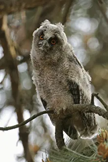 Young, just fledged owl... Long-eared owl (Asio otus) on the way to independence