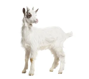 Young kid Girgentana goat, sicilian breed